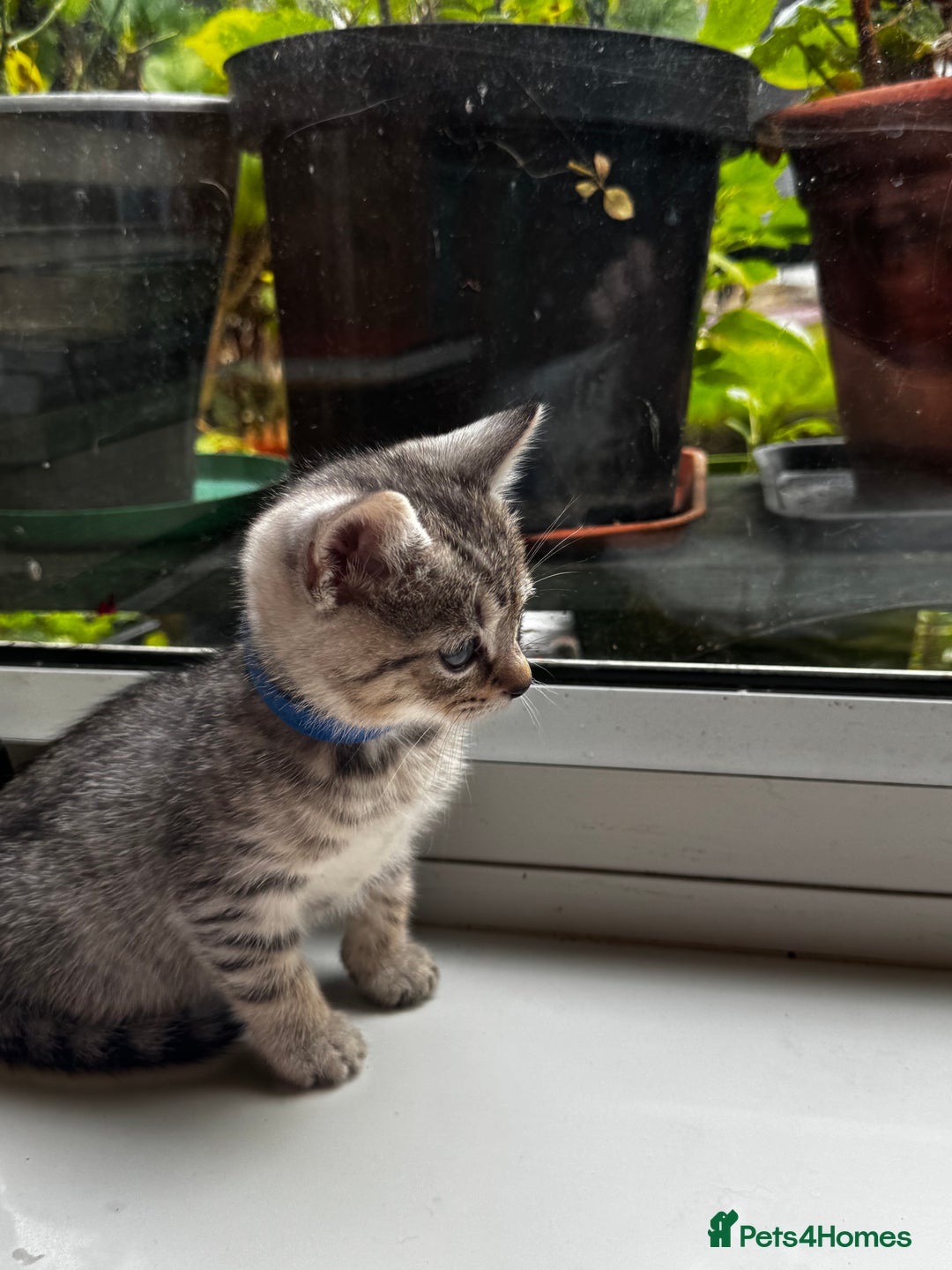 British Shorthair cats for sale: Gorgeous British Shorthair Kittens   - Image 20