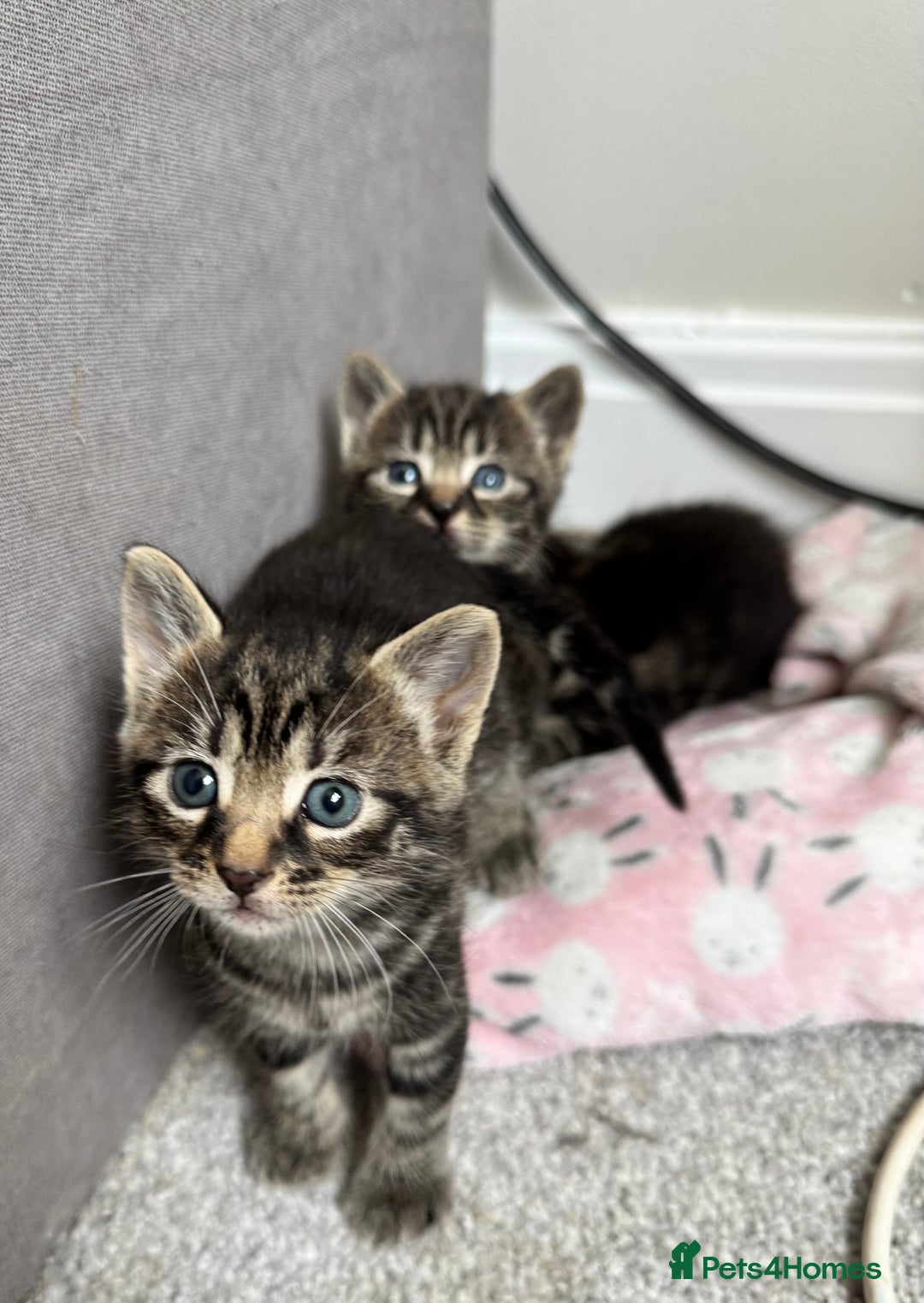 Mixed Breed cats for sale: Gorgeous Kittens ready to go in 2 weeks - Advert 25