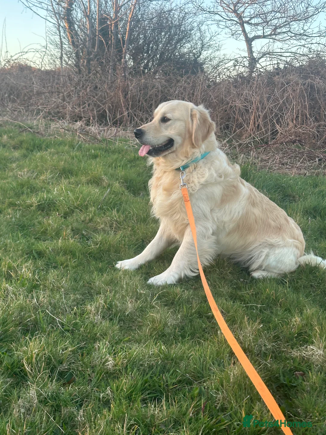 Golden Retriever dogs for stud: Hugh - Golden Retiver Stud  in Neath - Advert 7