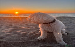 Mixed Breed dogs for sale: Peke-a-Chon puppies 🐶  - Image 22