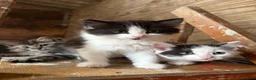 Mixed Breed cats for sale: Kitten  - Advert 8