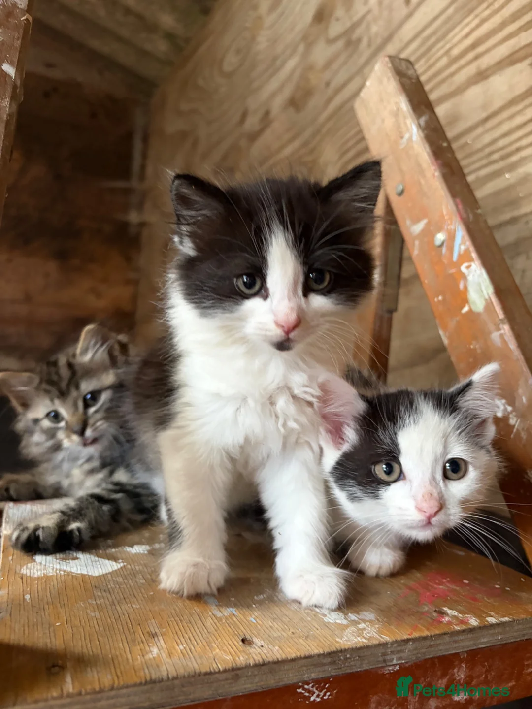 Mixed Breed cats for sale: Kitten  - Advert 8