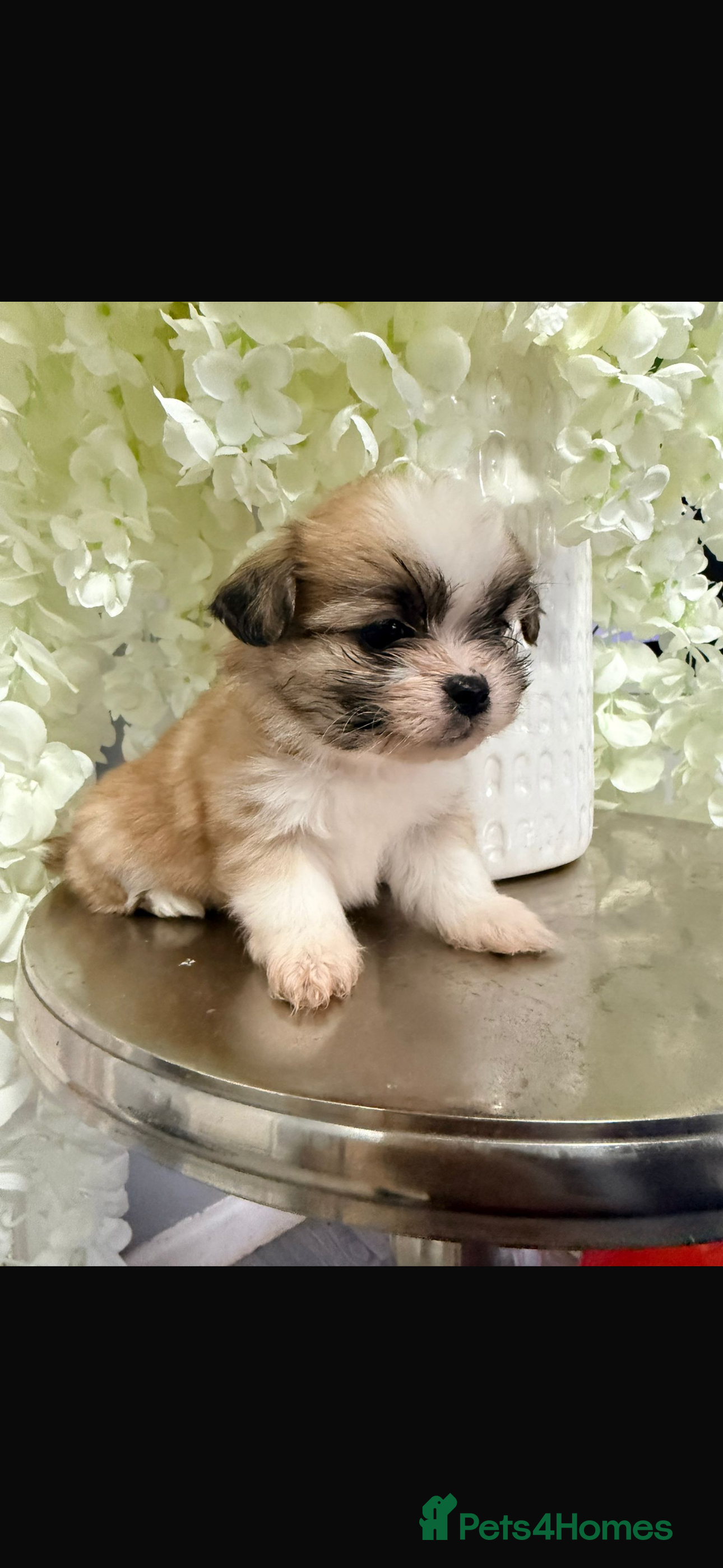 Shih Tzu dogs Delightful pedigree Shih tzu’s looking for homes - Advert 15