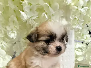 Shih Tzu dogs Delightful pedigree Shih tzu’s looking for homes - Advert 15