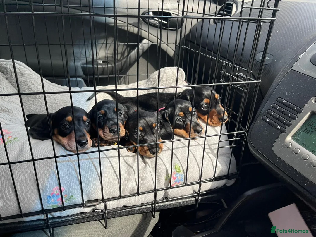 Miniature Dachshund dogs for stud: 4kg KC tiny expert STUD solid genes 100% record in Rochdale - Advert 20