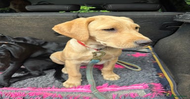 Labrador Retriever dogs - Advert 2