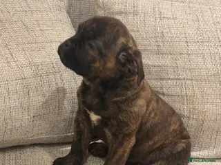 Mixed Breed dogs Puppies for Sale & Ready to go!! - Advert 7