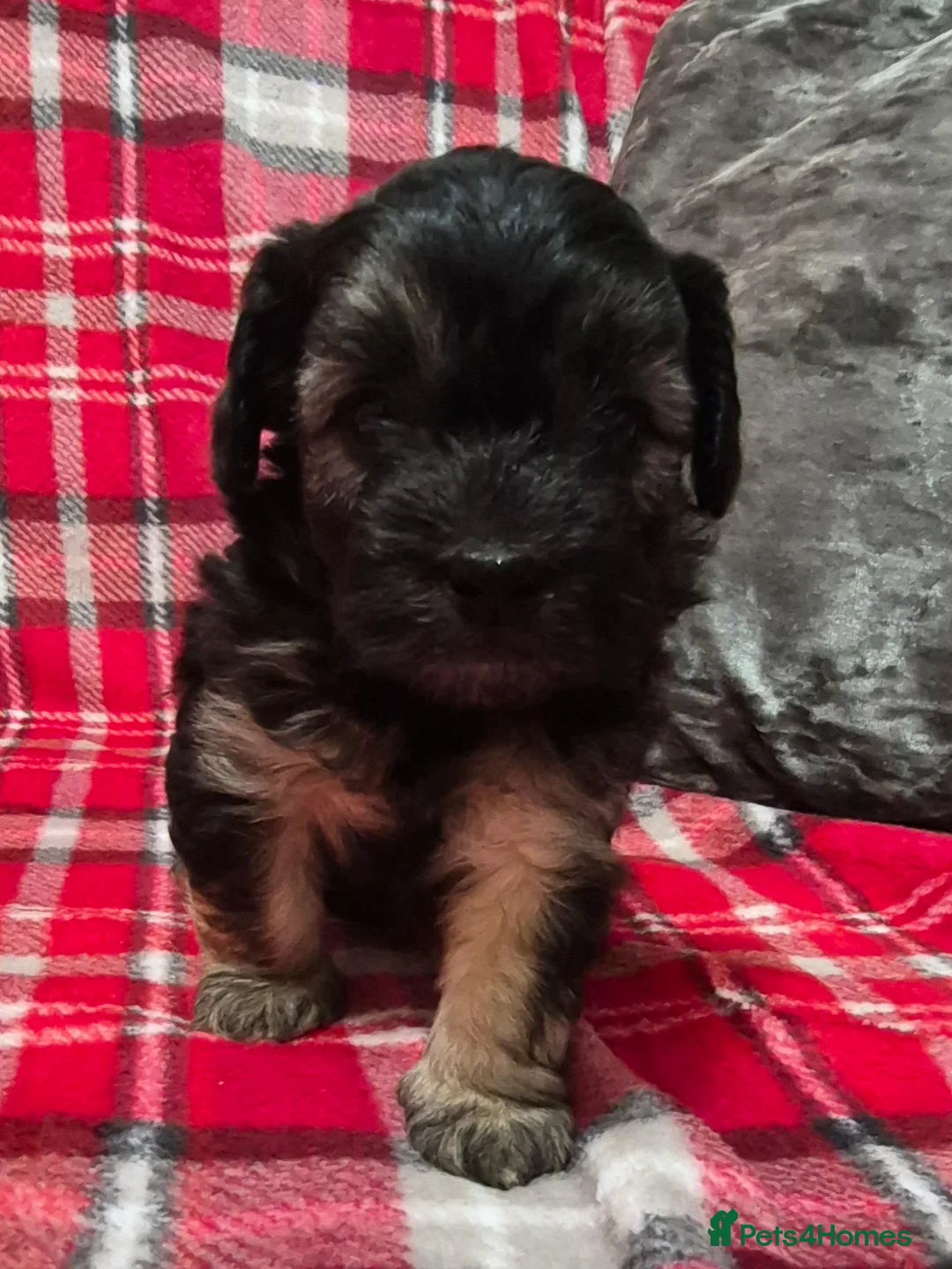 Maltipoo dogs for sale: F1 generation Maltipoo's - Advert 18