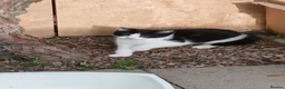 Domestic Shorthair cats for sale: Black and white kitten and mother  - Advert 5