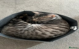 Arabian Mau cats for sale: Arabian mau - Image 2