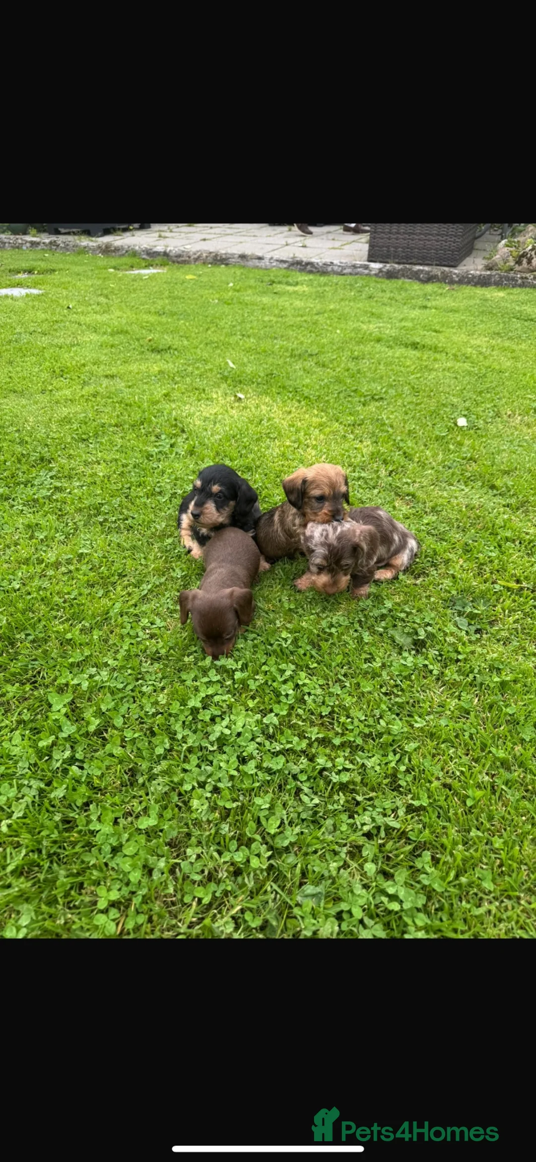 Miniature Dachshund dogs for sale: Miniature wired haired dachshund in Bangor - Advert 3