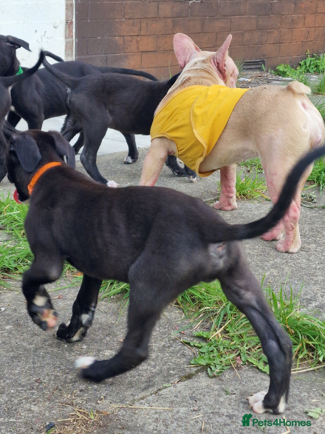 Lurcher dogs for sale: 8 lurcher pups for sale  in Colne - Advert 6