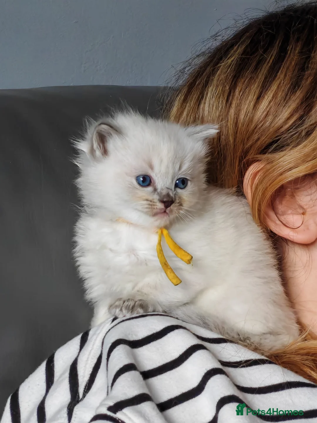 Ragdoll cats for sale: Ragdoll kittens ready 2nd may - Advert 2