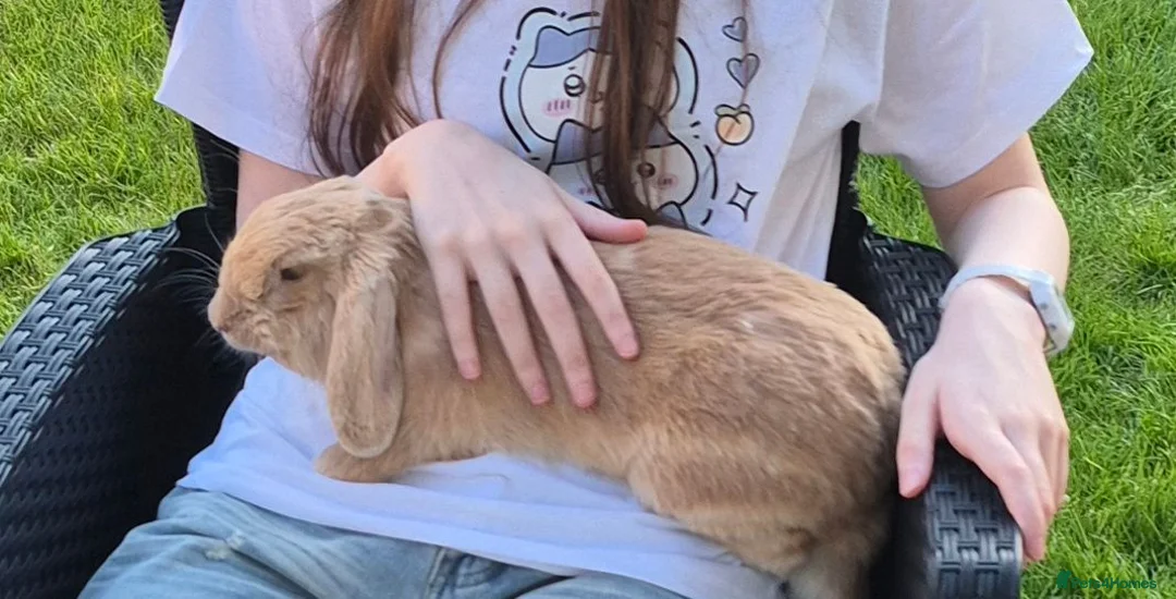 Mixed Breed rabbits for sale: 8-Month-Old Male Lop Rabbit in Huddersfield - Advert 2