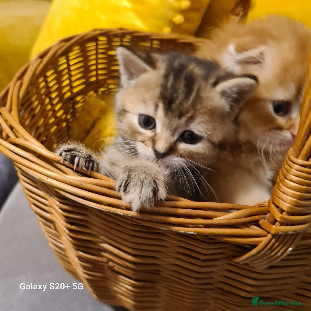 Scottish Fold cats for sale: Scottish fold looking for forever home - Image 5