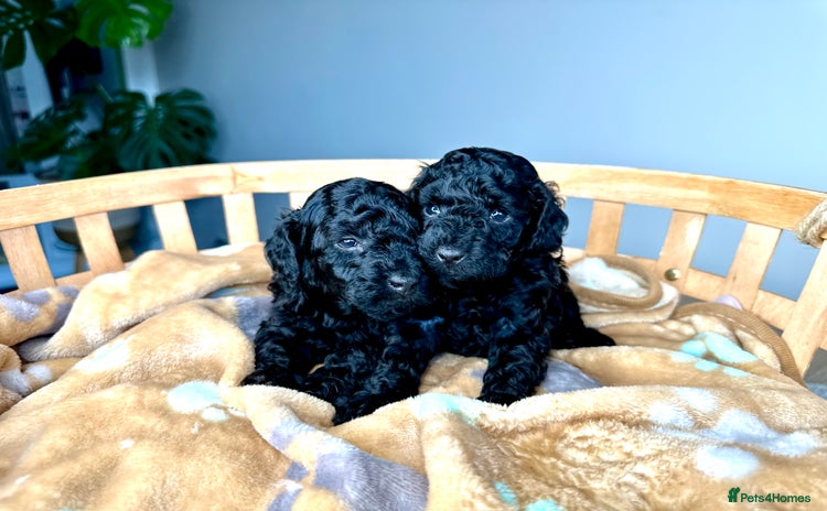 Toy Poodle dogs - Advert 1