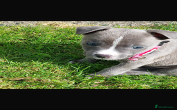 Mixed Breed dogs for sale: Beautiful grey girl - Image 2