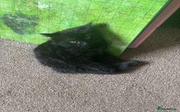 Mixed Breed cats for sale: Kittens for sale  - Image 1