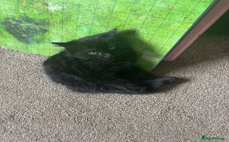 Mixed Breed cats - Advert 15