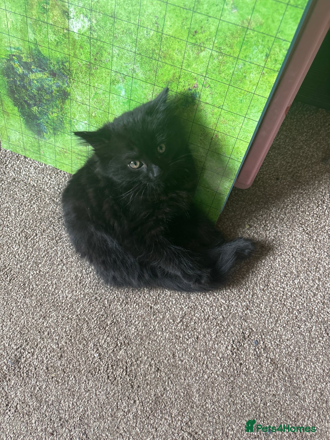 Mixed Breed cats for sale: Kittens for sale  - Image 1