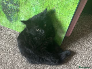 Mixed Breed cats - Advert 33