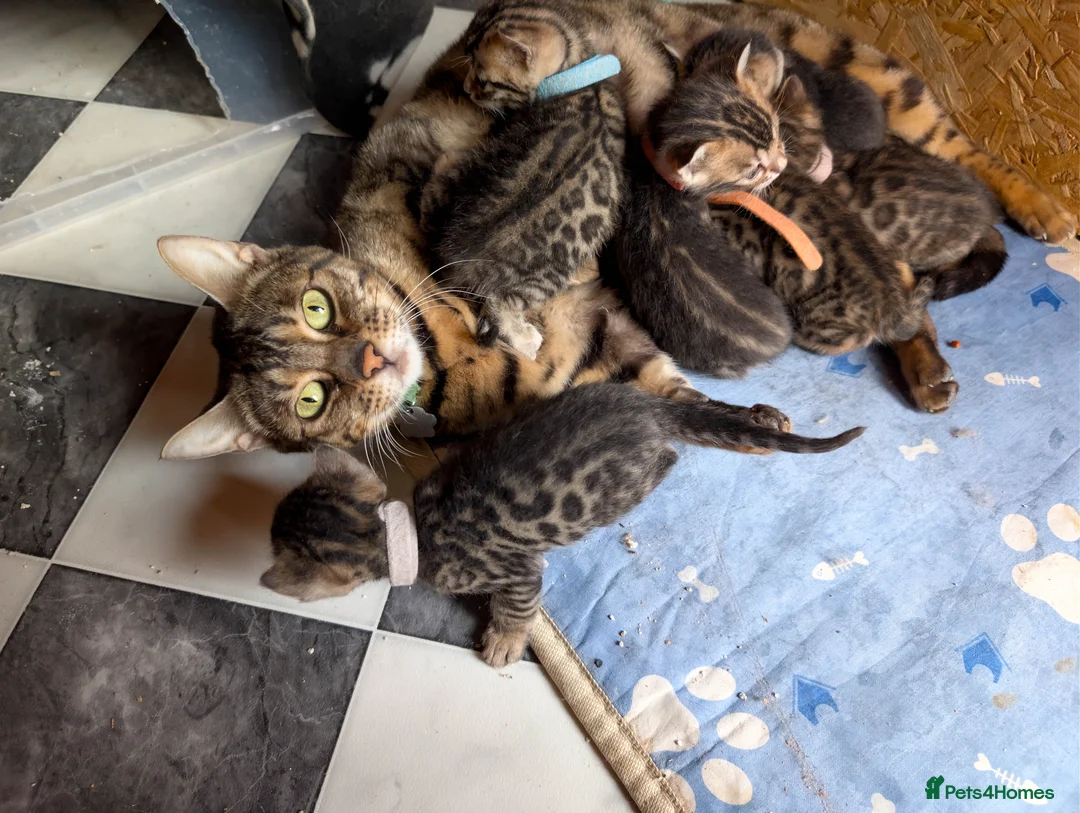 Bengal cats for sale: Gorgeous health tested glitter TICA Bengal kittens - Advert 18