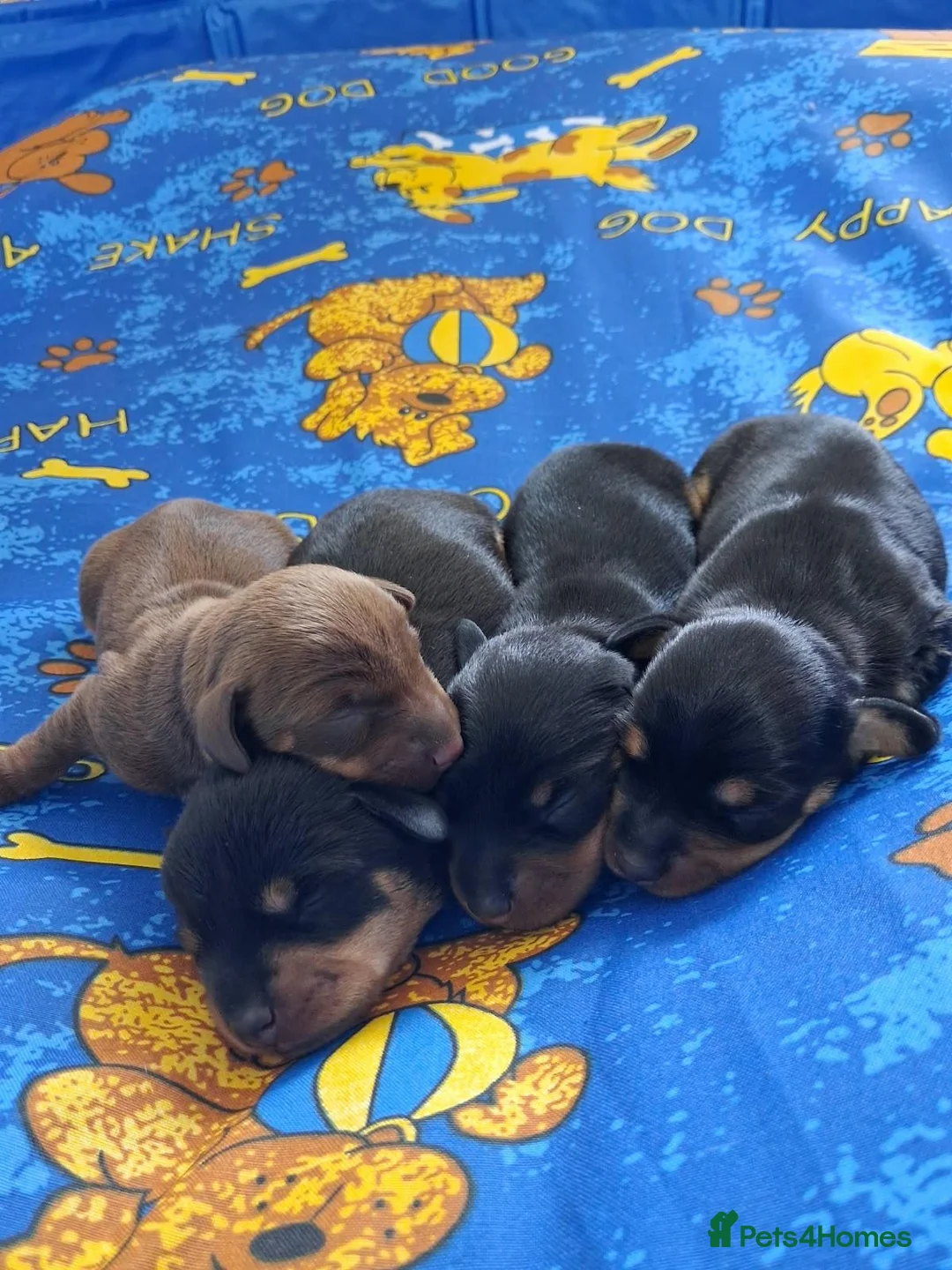 Miniature Dachshund dogs for sale: Minature dachshund puppies - Advert 2
