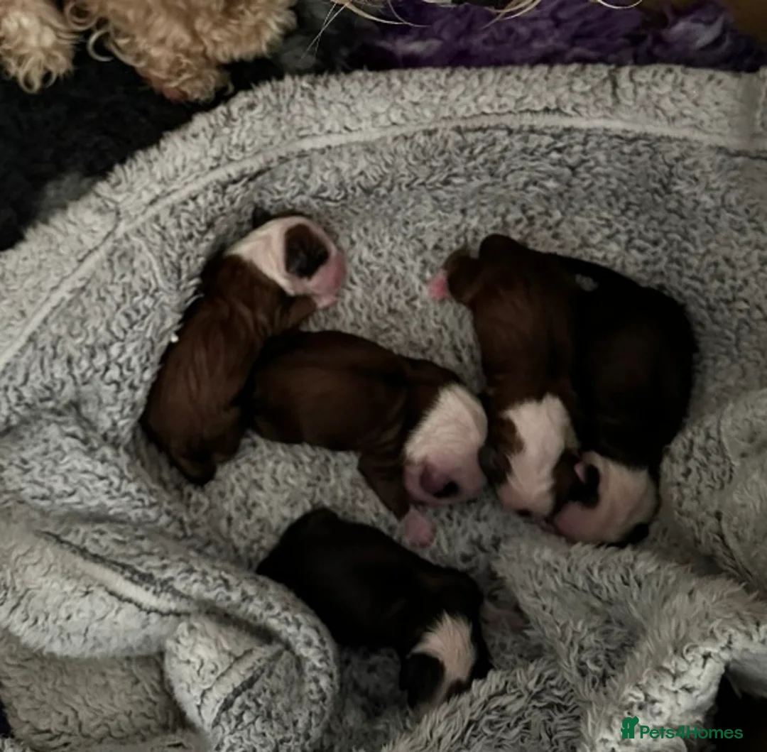 Tibetan Terrier dogs for stud: Excellent KC Reg Proven Tibetan Terrier for Stud in Oldham - Advert 12