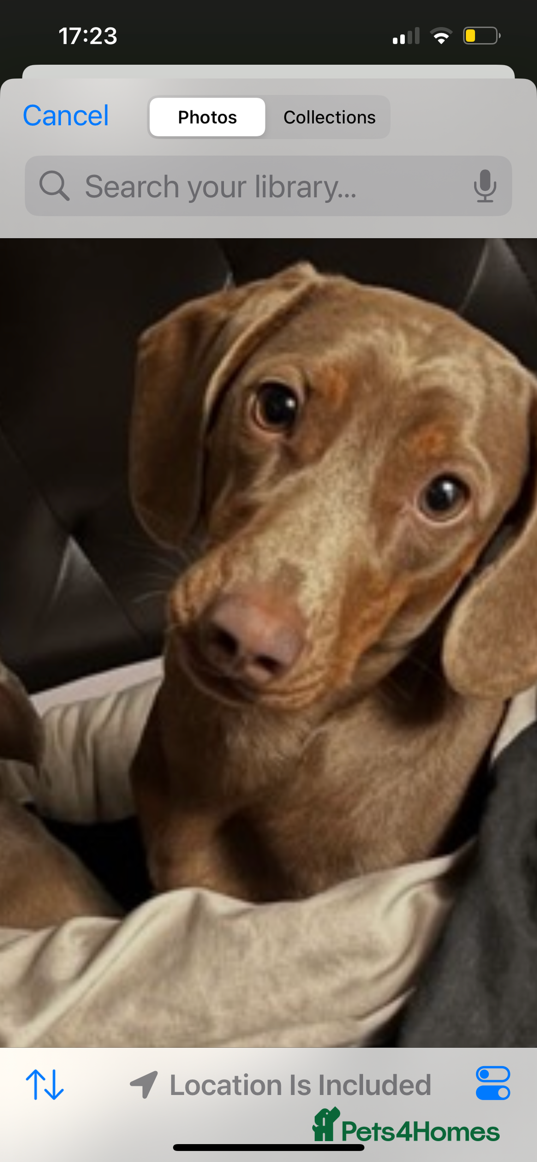 Miniature Dachshund dogs for stud: Ready for Stud  - Image 3