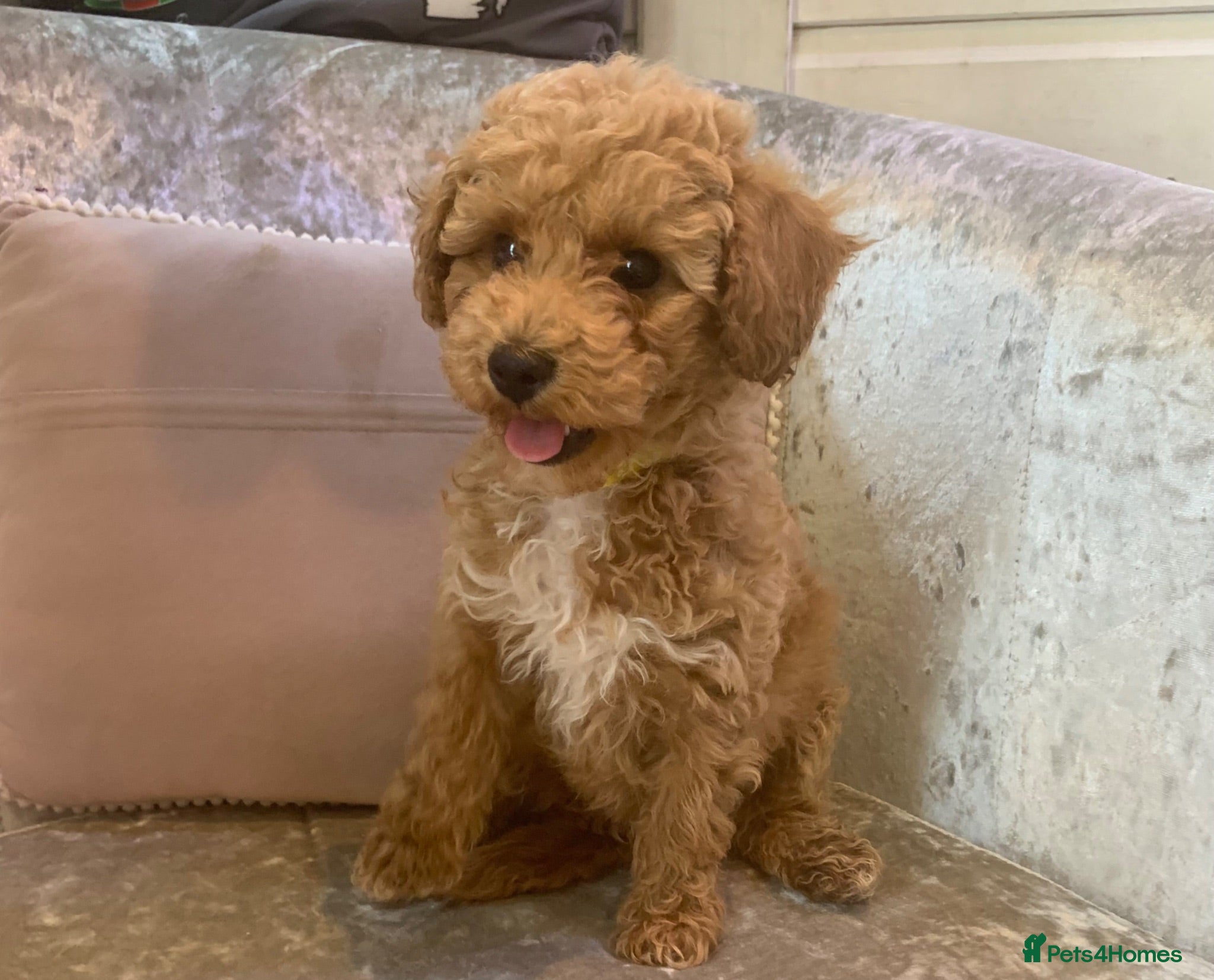 Toy Poodle dogs 🐩Ready for Walks Quality Toy Poodle. 🐩 - Advert 1