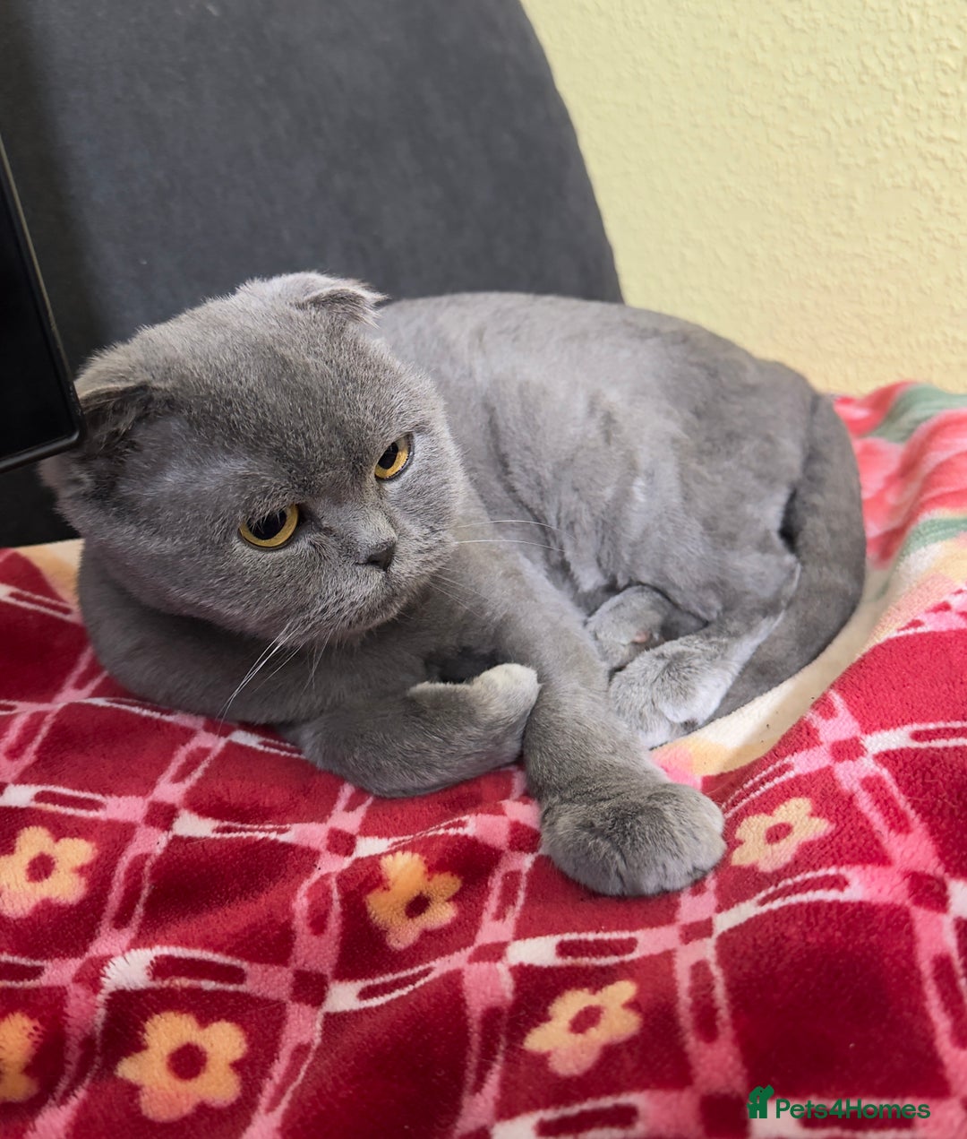 Scottish Fold cats for sale: Scottish fold cat for sale - Advert 2