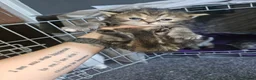 Mixed Breed cats for sale: Persian cross maincoon fluffy kittens  - Advert 14