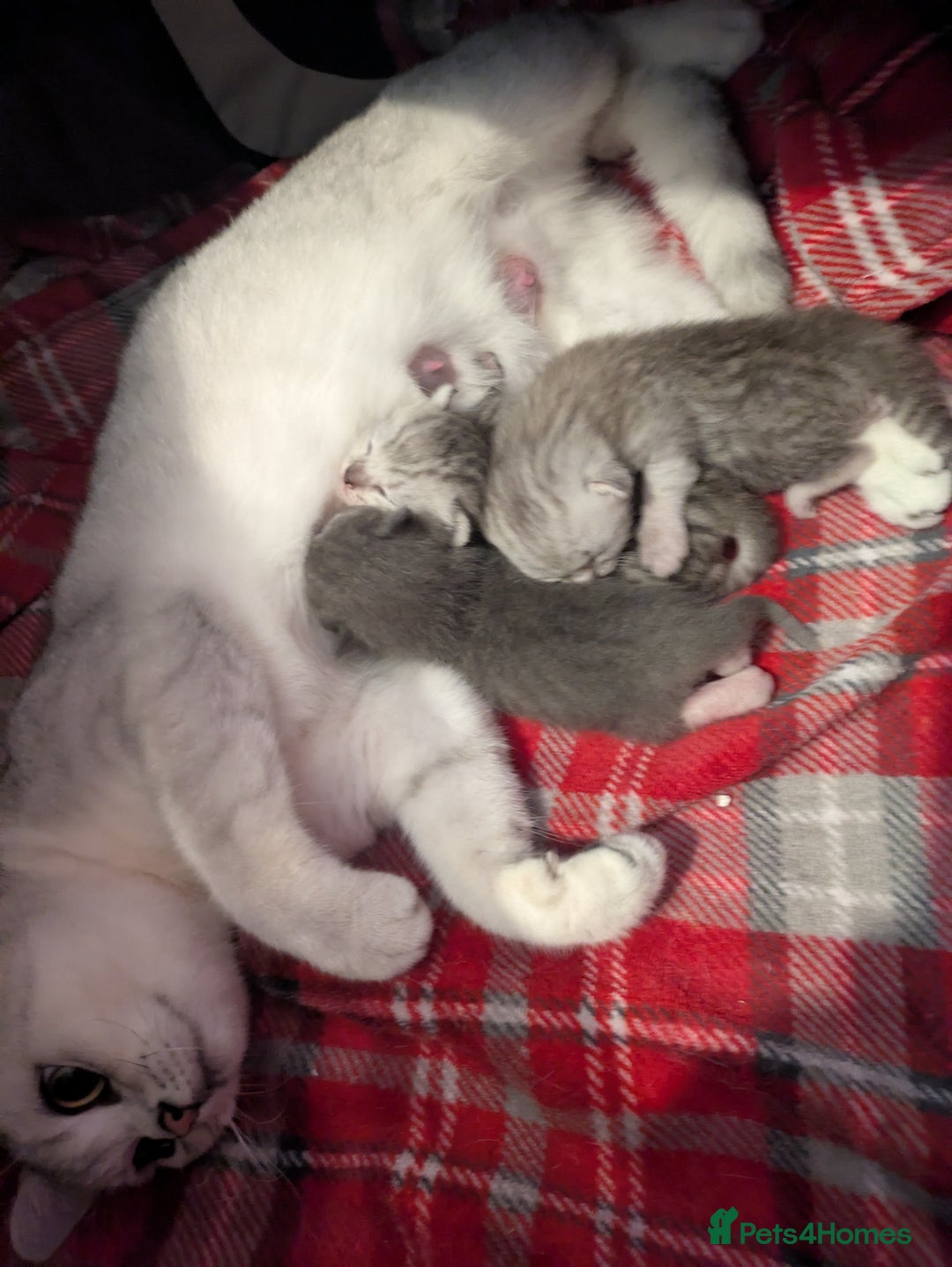 Mixed Breed cats for sale: 2 British Shorthair cross Ragdoll Boys Available  - Image 13