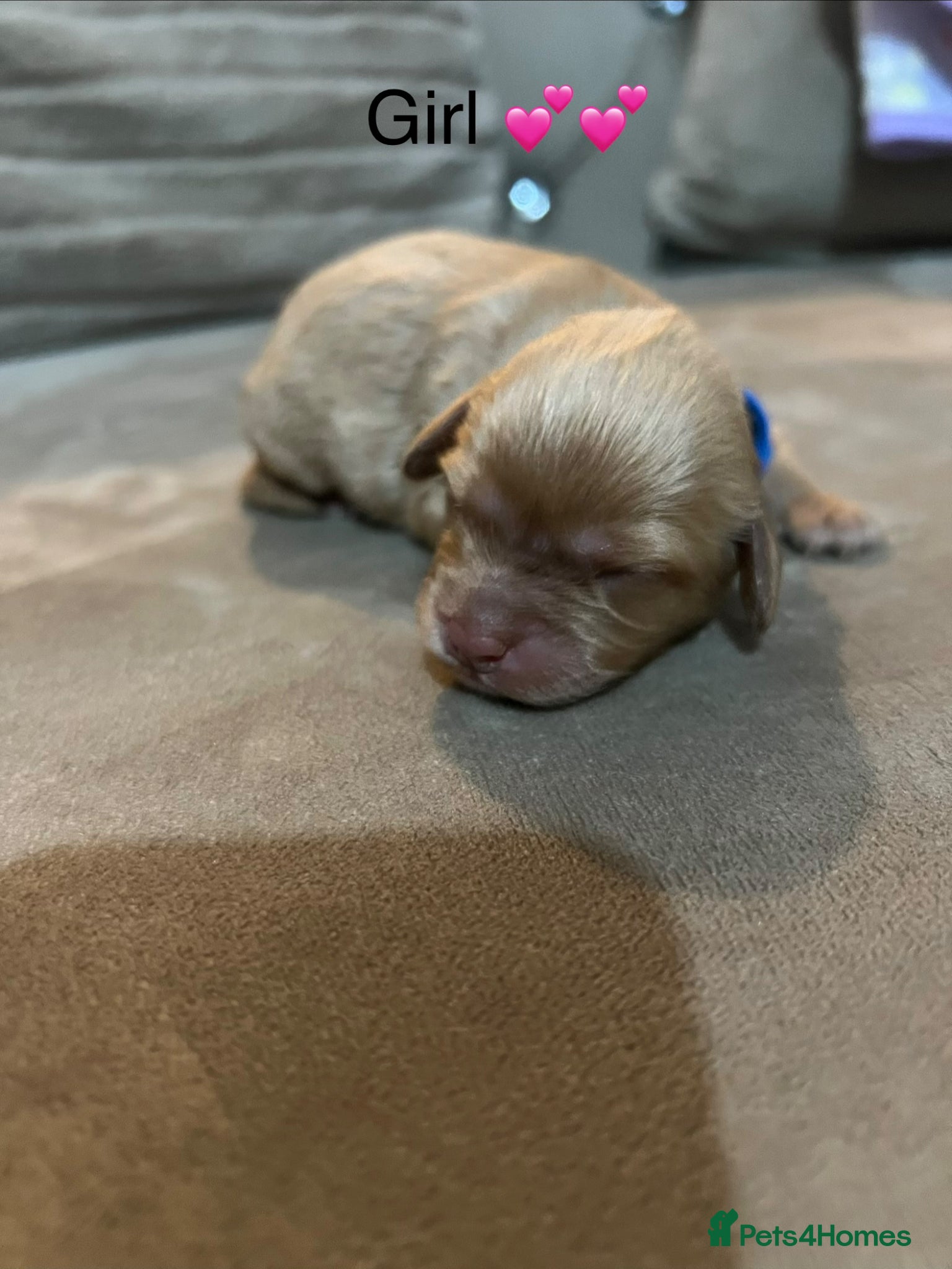 Cavapoo dogs for sale: 5 beautiful cavapoos ready in July 🐶🐶 - Advert 10