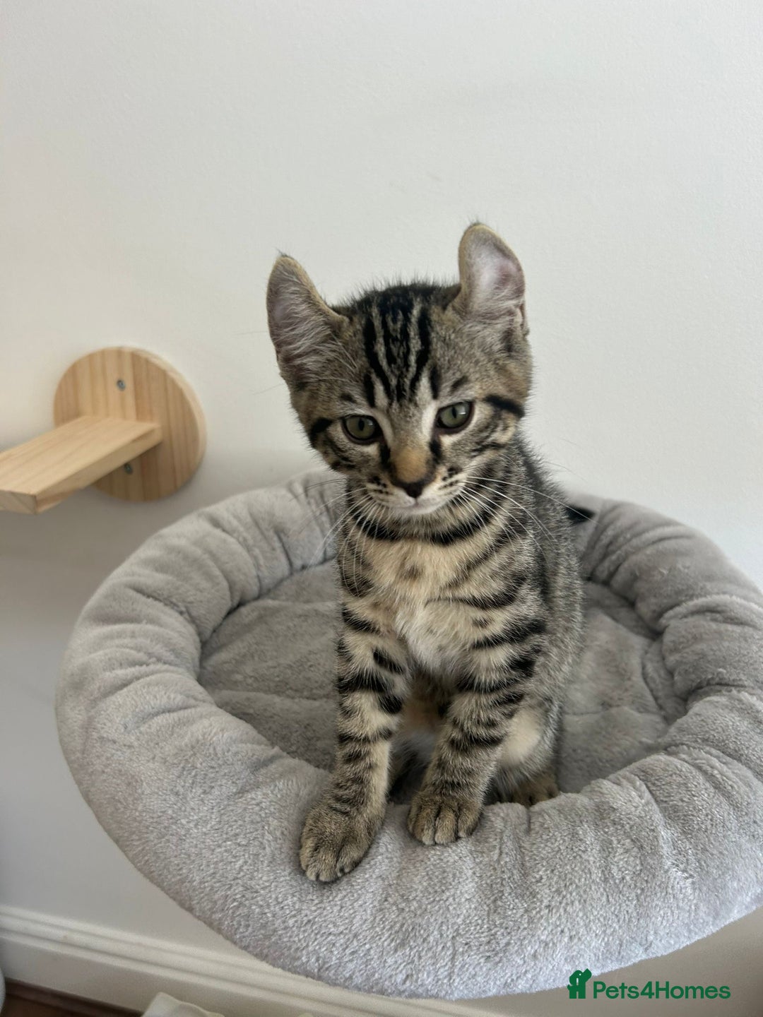 Keetso cats for sale: Reduced Ready now Last 1, Rare Jungle Curl Kittens in Portsmouth - Image 9