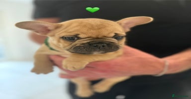 French Bulldog dogs - Advert 12