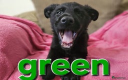 German Shepherd dogs for sale: German Shepherd puppies - Image 6