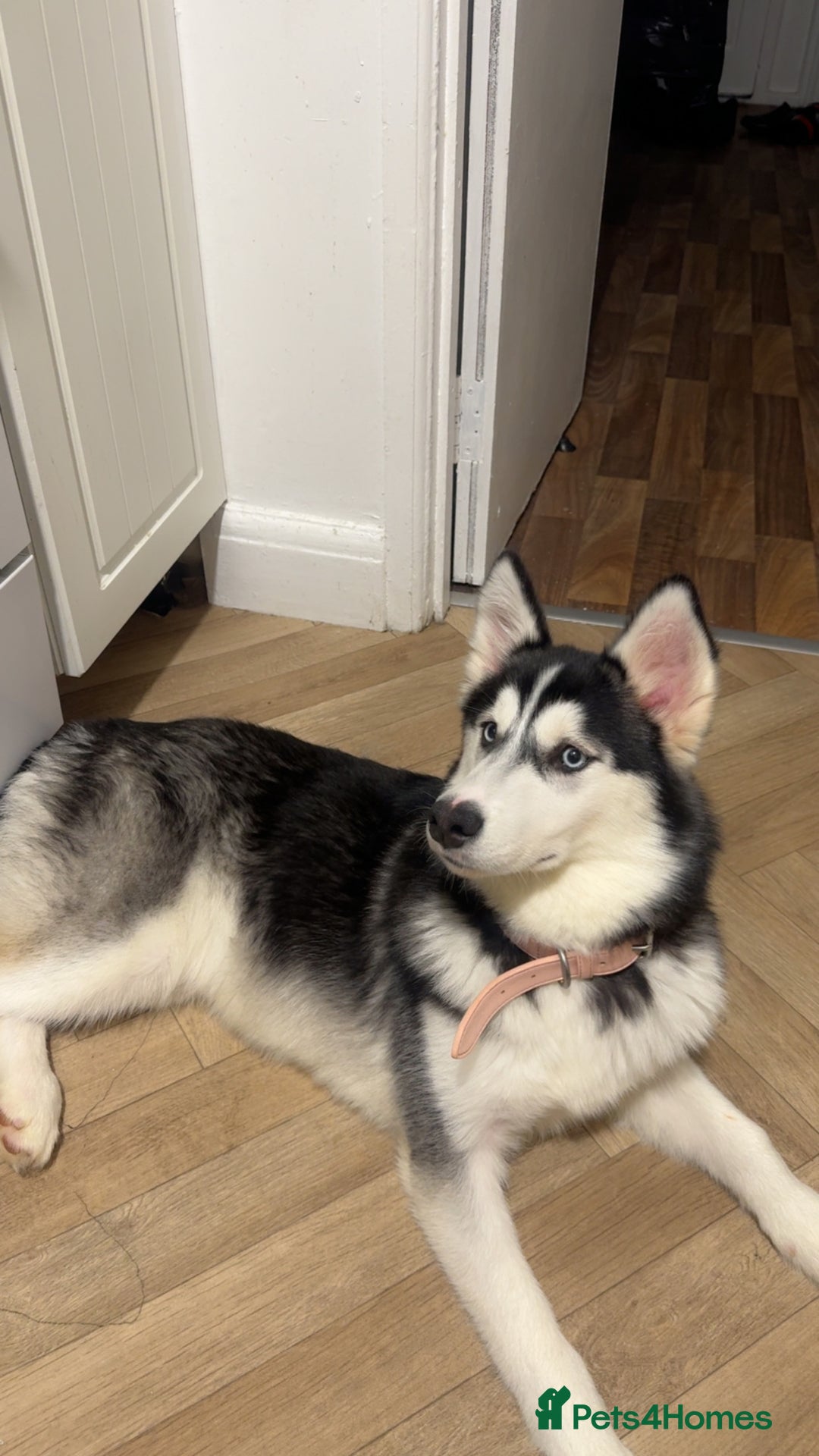 Siberian Husky dogs for sale: Nelly, 4 months  - Advert 2