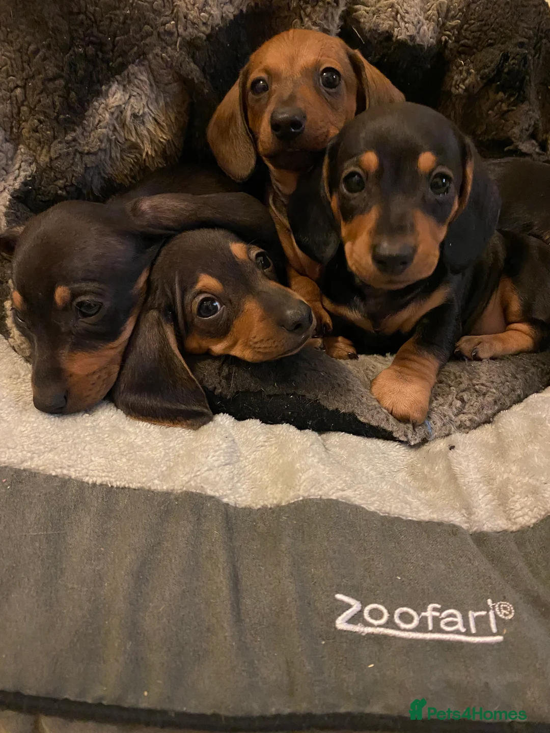 Miniature Dachshund dogs for sale: Beautiful mini dachshund puppies - Advert 1