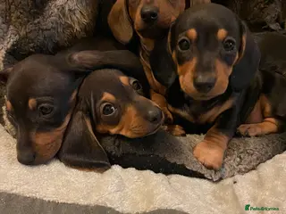 Miniature Dachshund dogs Beautiful mini dachshund puppies - Advert 1