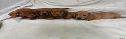 Dachshund dogs for sale: Miniature dachshund pups  - Advert 2