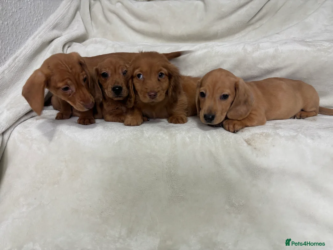 Dachshund dogs for sale: Miniature dachshund pups  - Advert 2