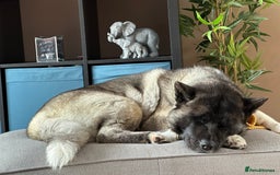 Akita dogs for sale: 4 year old Akita  - Image 13