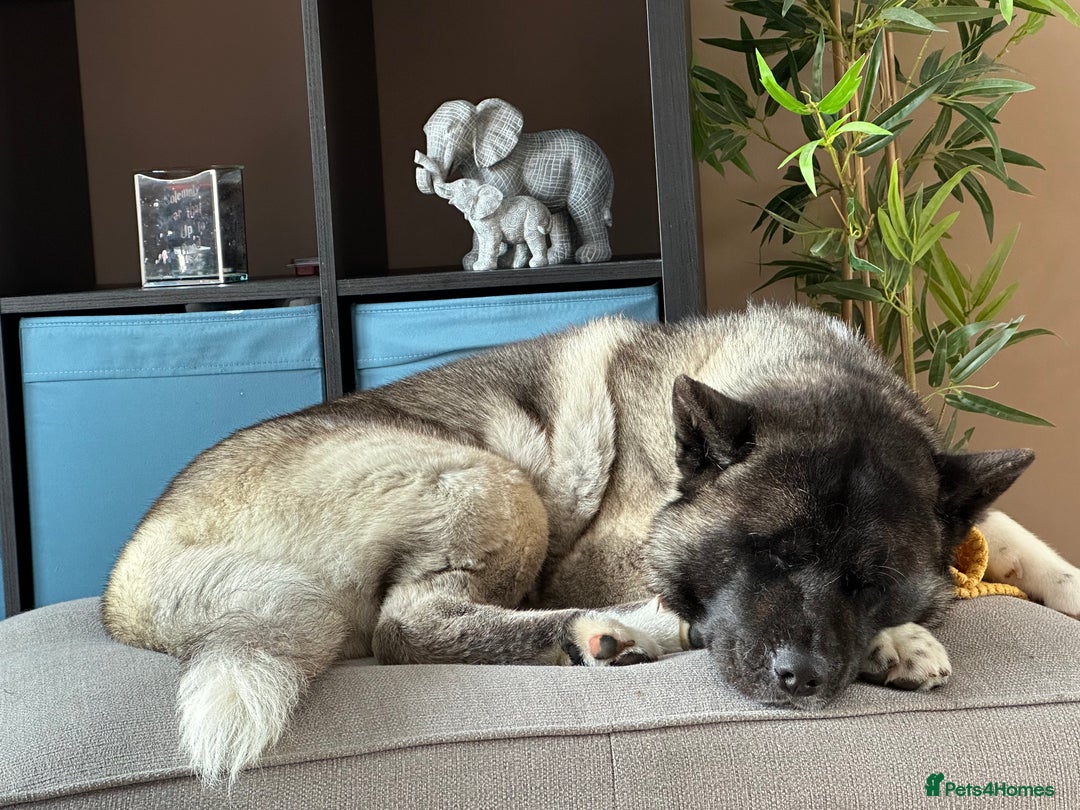 Akita dogs for sale: 4 year old Akita  - Image 13
