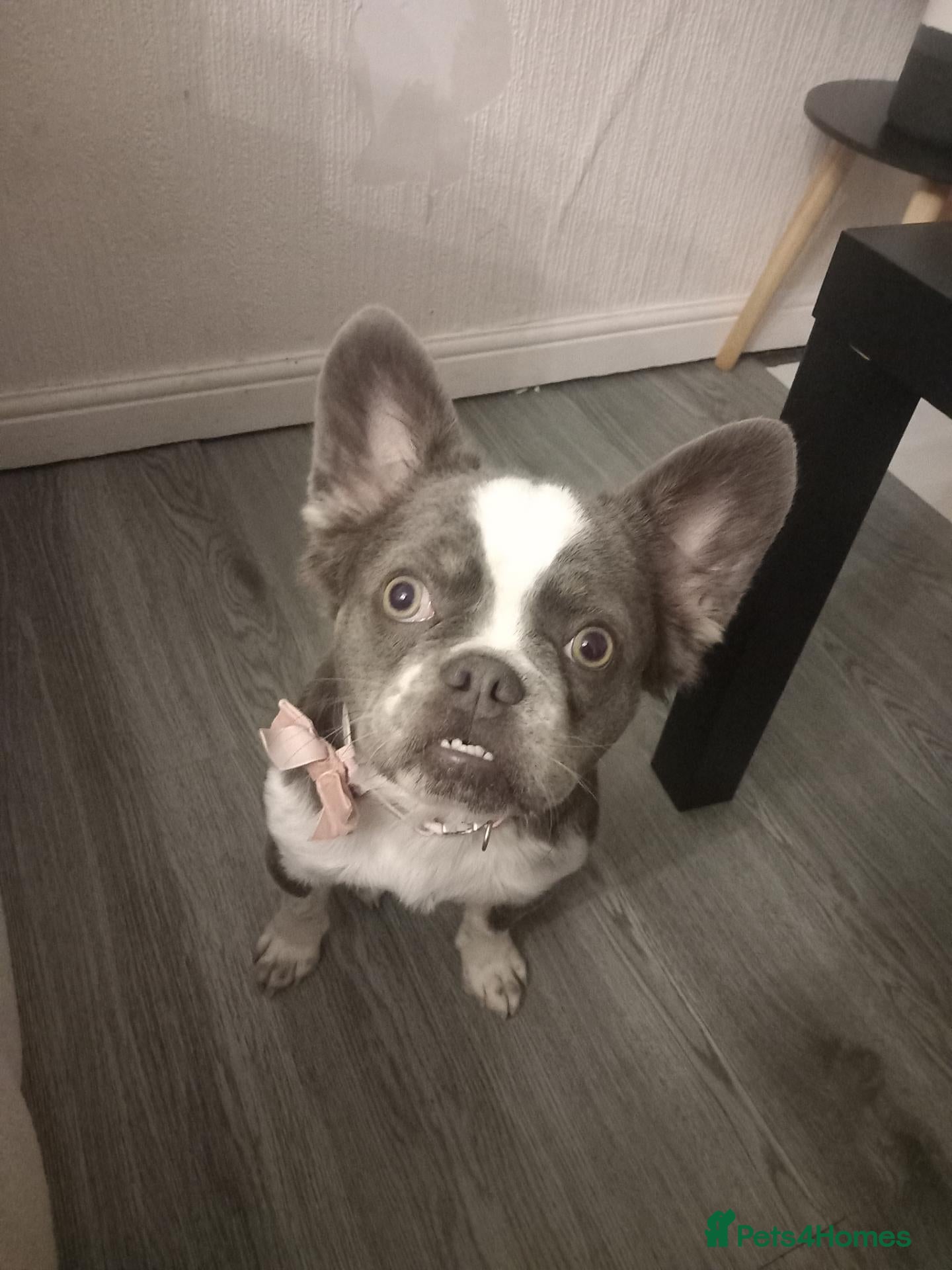 French Bulldog dogs Female french bulldog looking for a furever home - Advert 15