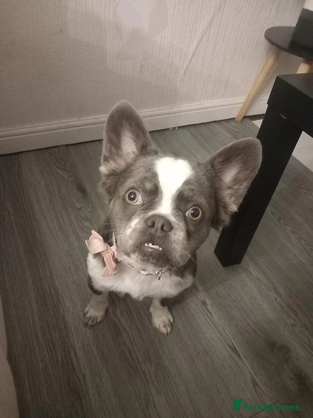 French Bulldog dogs for sale: Female french bulldog looking for a furever home - Advert 1