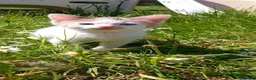 Mixed Breed cats for sale: Gorgeous white calico with different colour eyes - Advert 3
