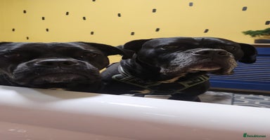 Cane Corso dogs - Advert 9
