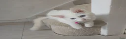 Ragdoll cats for sale: 3 Cute Ragdoll kittens - Advert 37