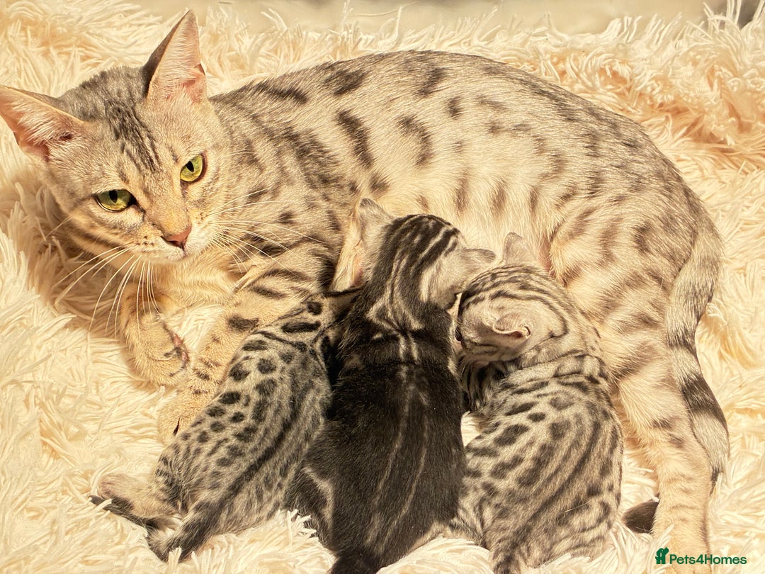 Bengal cats for sale: Beechwood Bengals  stunning SILVER kittens - Image 19